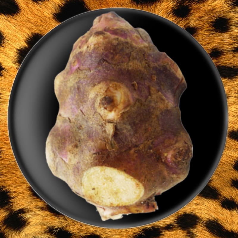 Topinambour